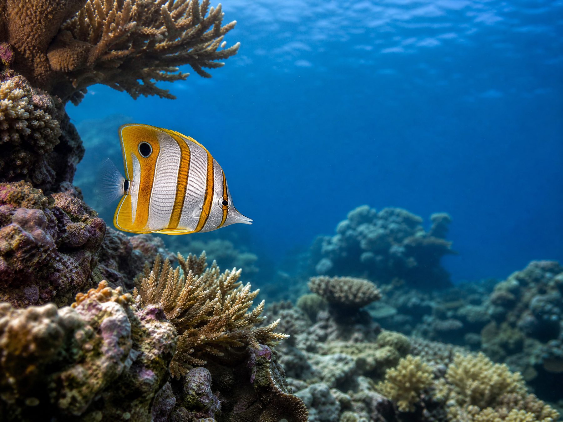 A copperband butterflyfish moving through a carefully maintained mixed reef