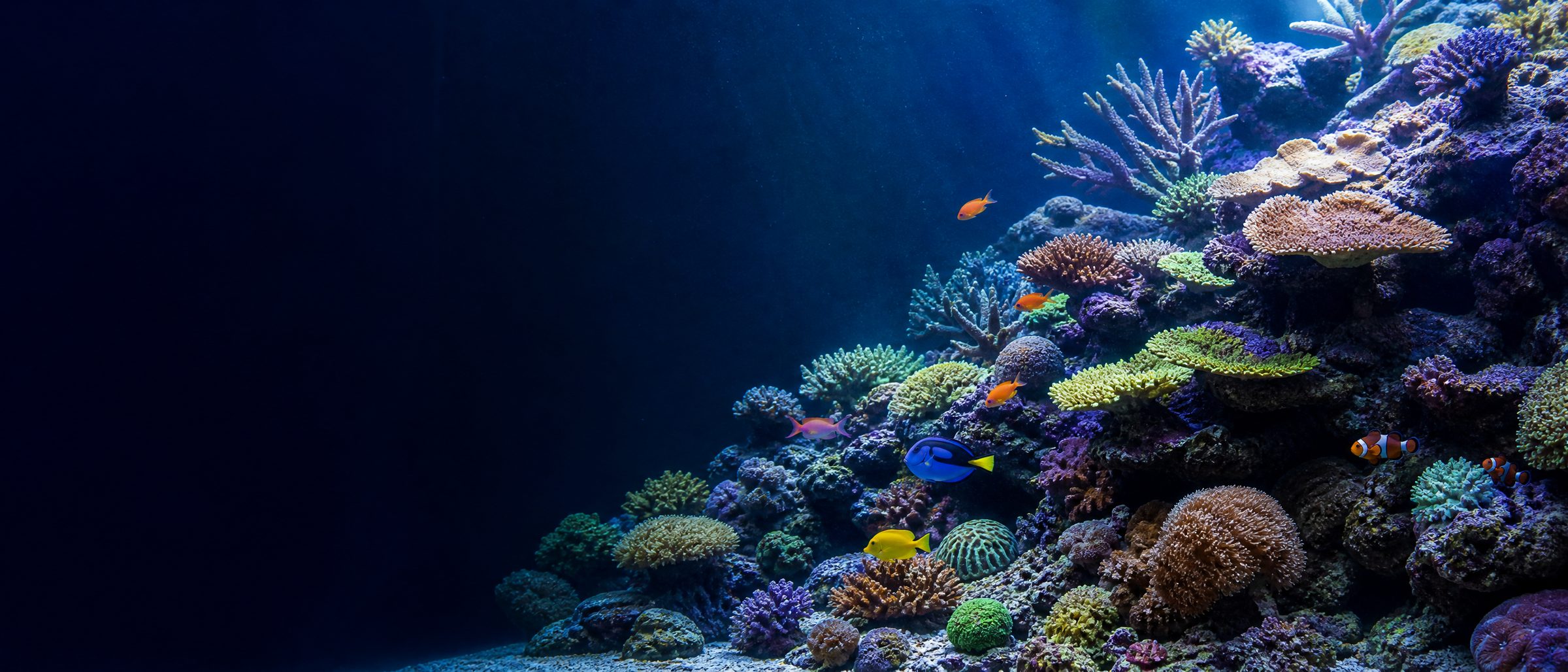 A healthy mixed saltwater system with compatible fish and coral